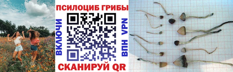Галлюциногенные грибы GOLDEN TEACHER  как найти закладки  Няндома 